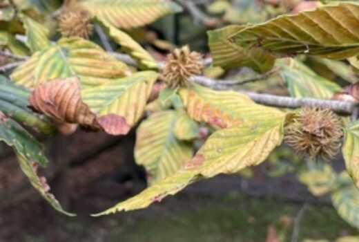 Beech tree with beech leaf disease in Massachusetts