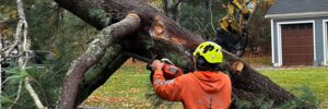 A Top Notch Tree crew member cuts up a large tree that was removed from a front yard in Rockland, MA.