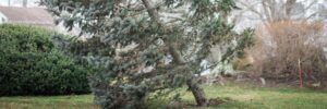 A leaning evergreen tree in a yard in Cohasset, MA.