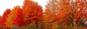 Vibrant fall foliage displaying brilliant orange and red colors on mature deciduous trees in Massachusetts during the peak autumn season.