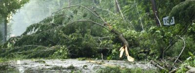 Storm damage aftermath showing fallen trees blocking the road with downed power lines, demonstrating the emergency situations that hurricane and nor'easter-damaged trees can create on the South Shore.