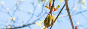 A maple bud unfurls its first spring leaves against a bright blue sky, with other buds and emerging foliage visible on surrounding branches.