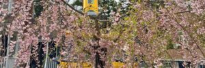 A large yellow crane is positioned next to a blooming pink tree in front of a residential home, preparing for safe tree removal operations.