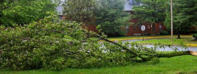 A large leafy branch lies across a lawn after a storm, with a freshly splintered stub still attached to a nearby tree trunk in the background.