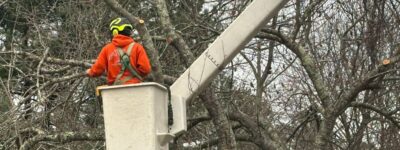 An arborist wearing safety gear operates a chainsaw from an aerial bucket truck to remove large branches from a mature tree during winter dormant season pruning.