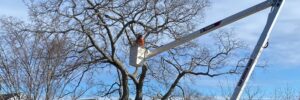Top Notch Tree crew removing a large tree from a waterfront property using a bucket truck on top of protective mats to preserve the lawn near the water’s edge. An arborist is working from the elevated bucket while crew members in orange safety gear manage operations on the ground.