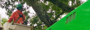 A Top Notch Tree arborist performing preventive storm pruning from bucket truck in Cohasset, MA.