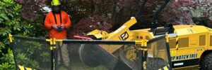 A Top Notch Tree professional in proper safety gear stands at a safe distance as a stump grinder operates near a large Chinese maple tree in the South Shore, with a shield protecting homes and landscaping from flying wood chips.