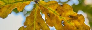 Oak leaves that are affected by drought in Marshfield, MA.