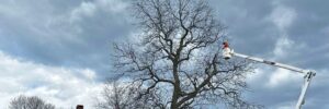 The Top Notch Tree bucket truck with an arborist pruning a large oak tree near a home on the South Shore of Massachusetts during winter tree care service.