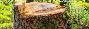 A freshly cut tree stump in a wooded area showing exposed wood grain and growth rings, surrounded by forest floor vegetation and other trees.