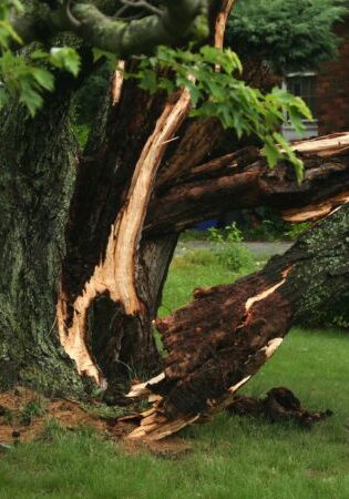 Lightning struck tree split in half.