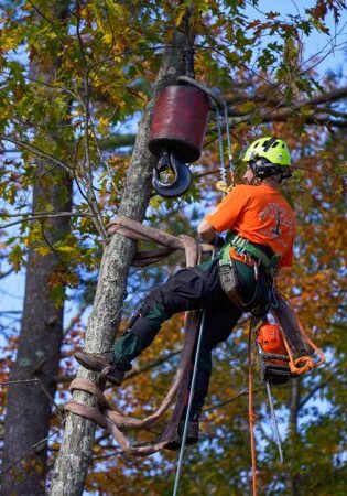 An arborist of Top Notch Tree tied to a standing tree with half it's trunk cut off for tree removal.